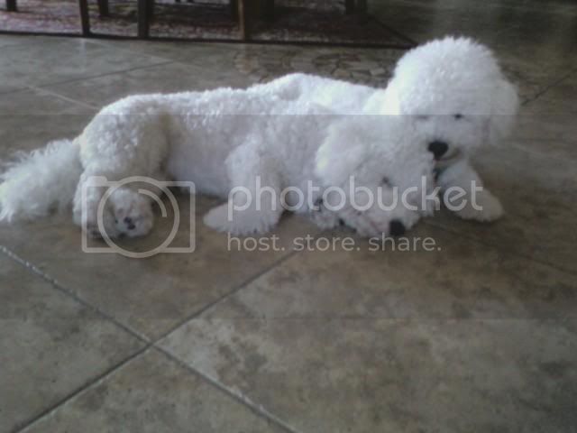 bichon frise haircuts breed dogs center