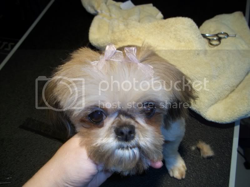 pictures of shih tzu dogs haircuts