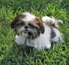pictures of shih tzu haircuts