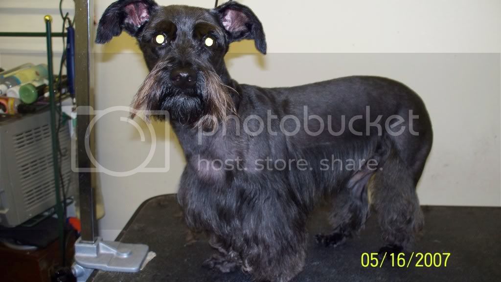 yorkie poo haircuts pictures