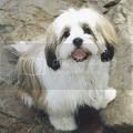 pictures of lhasa apso haircuts