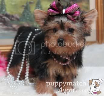 yorkie haircuts photos yorkshire terrier