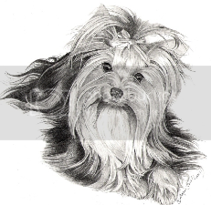 yorkie haircuts photos yorkshire terrier