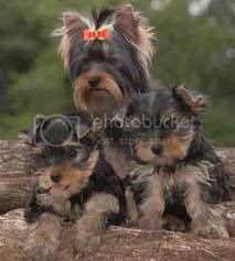 types of haircuts for yorkies