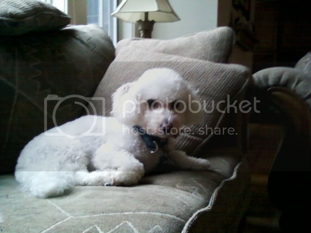 bichon frise haircuts breed dogs center